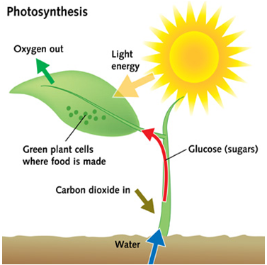 Course: Science - Class 7 (Chapter 01-10), Topic: Chapter 1- Nutrition ...