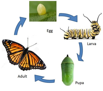 Course: Environmental Science - Class 4, Topic: Animal Life – Reproduction  in Animals