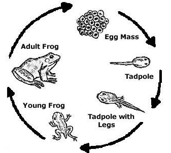 Course: Environmental Science - Class 4, Topic: Animal Life – Reproduction  in Animals